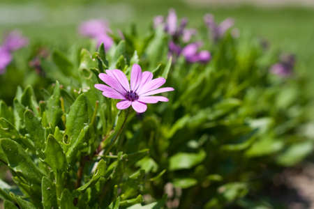 Blue flowers on background green grassのeditorial素材