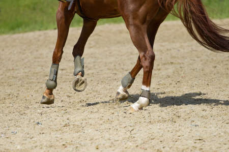 Dressage horse rides in the arenaの写真素材