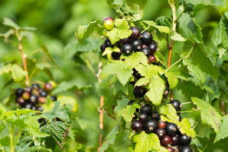 Black currant berries growing in the gardenの写真素材
