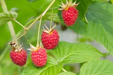 Branch of a red raspberry in summer day