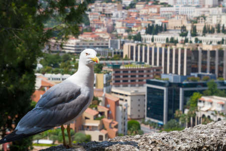 Albatross with Monte Carlo background in Monaco .の写真素材