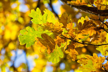 Branch of beautiful autumn oak leavesの写真素材