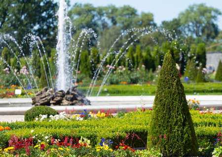 Beautiful cone tree and fountain in Rundale park , Latviaのeditorial素材
