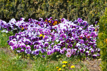 Viola flowers in the spring gardenの写真素材