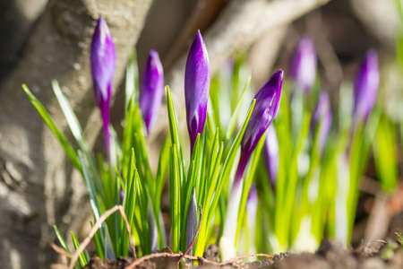 Beautiful violet crocuses flowers in a springtimeの写真素材