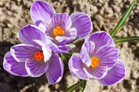 Violet crocus growing in the spring on a sunny day