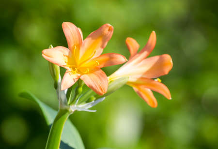Clivia miniata blooms on a green backgroundの写真素材