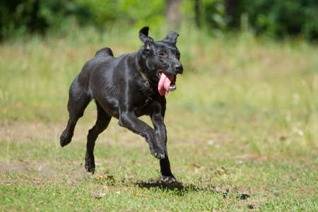 Black dog running in the parkの写真素材