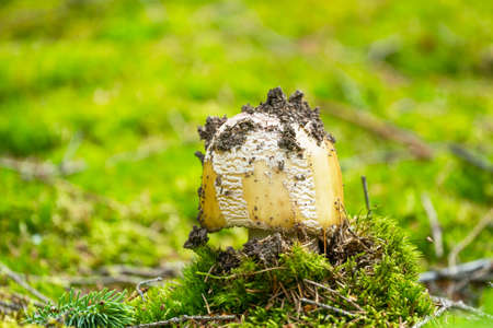 Amanita mushroom grows in the forest