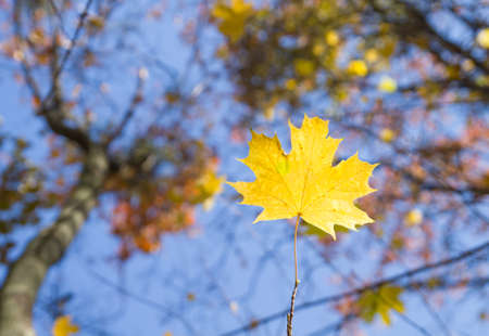 Branch of beautiful autumn maple leavesの写真素材