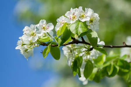 Apple blossom white flowers and blue sky backgroundの写真素材