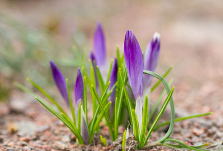 Violet crocuses flowers  blooming in spingtime