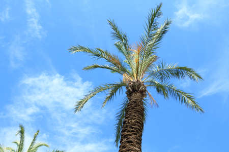 Palm tree on blue sky backgroundの写真素材