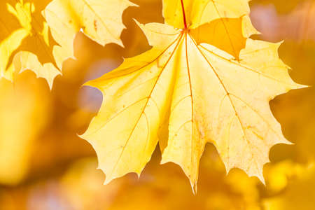Yellow autumn maple leaf in the sunlightの写真素材
