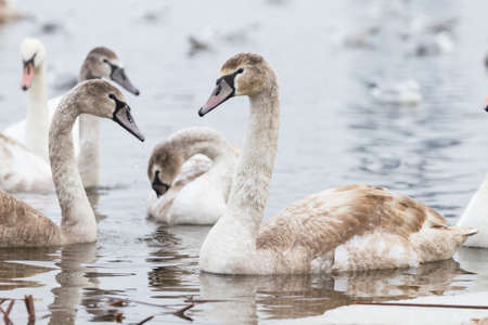 Young swans on a winter river