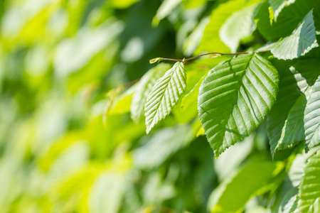 Leaves of ornamental bushes in the summer parkの写真素材