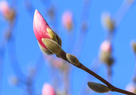 Bud of  pink magnolia against the blue sky