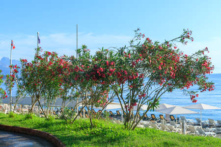 Oleander flowers on the central city beach in Kemer, Turkey
