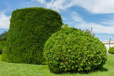 Vienna, Austria - July 23, 2017: Beautiful decorative green bushes in Maria Theresien Platz Park in Vienna, Austriaのeditorial素材