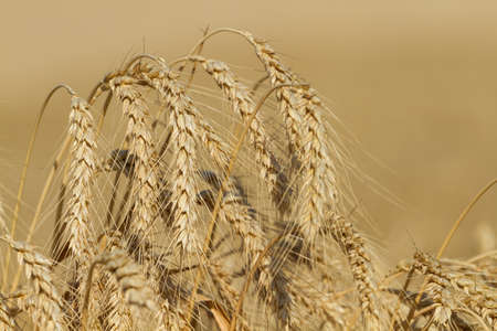 Ears of ripe wheat grow in the field.の写真素材