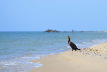 Black cormorant sitting on the seashoreの写真素材