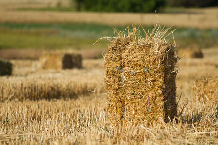 A pile of straw after harvesting wheat in a field
