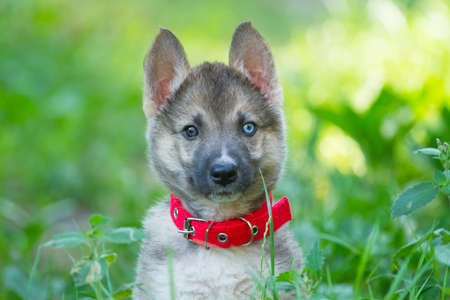 Portrait of a  Laika puppy in green grass