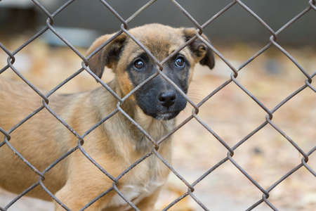 Portrait of a puppy in an animal shelterの写真素材