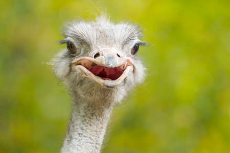 Ostrich portrait on blurred trees backgroundの写真素材
