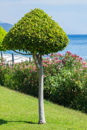Tree and oleander flowers against the sea in Kemer, Antalya