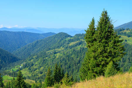 Evergreen trees against the backdrop of the Carpathian mountains in Verkhovyna, Ukraineの写真素材