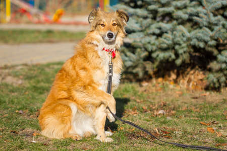 Beautiful red-haired dog sitting on the grassの写真素材