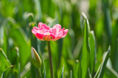 Lone bloomed pink tulip on a green backgroundの写真素材