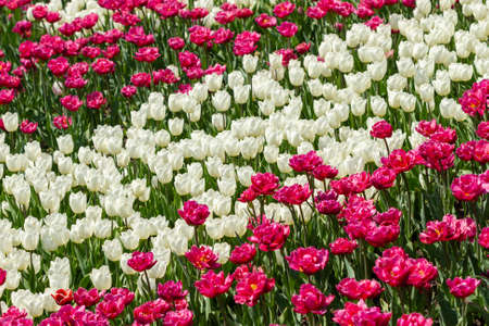 Flowerbed of white and pink tulip in springの写真素材