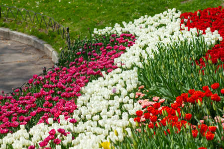 Colorful tulips blooming in spring parkの写真素材