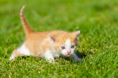 Little red kitten takes the first steps on the green grass.の写真素材