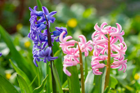 Beautiful violet and pink hyacinth  flowers bloomed in spring time