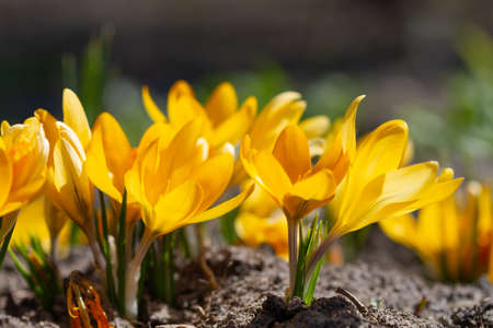Yellow crocuses bloomed in the spring sunshineの写真素材