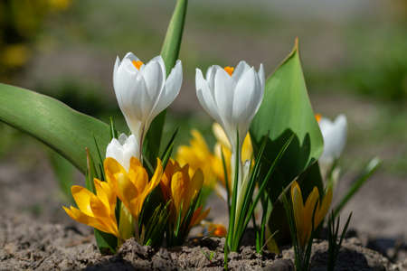 White and yellow crocuses bloomed in springの写真素材