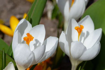 White crocuses macro bloomed in spring on a sunny dayの写真素材