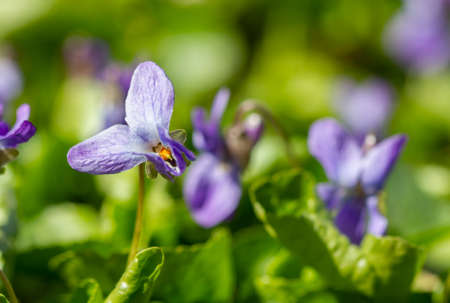 Little purple first spring flowers bloom in spring timeの写真素材
