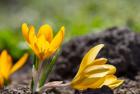 Spring yellow tulips bloomed in macroの写真素材
