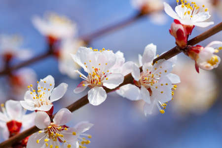 Branch of blooming cherry flowers against the skyの写真素材