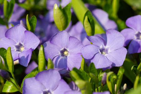 Violet spring flowers periwinkle, natural backgroundの写真素材
