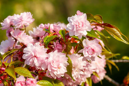 Branch with blooming sakura flowers in spring timeの写真素材
