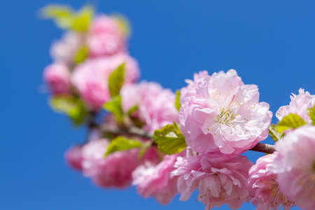 Branch of blooming sakura flowers on the  of blue skyの写真素材