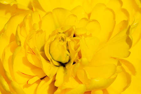 Yellow  tulip in close-up