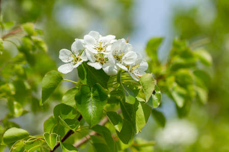 Branch with pear flowers bloomed in spring timeの写真素材