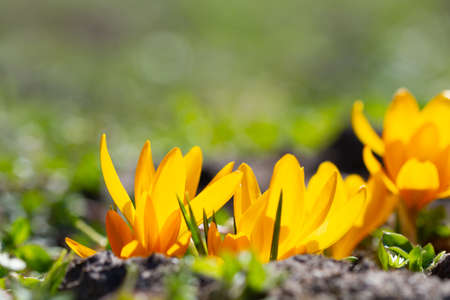 Yellow crocuses in the sunlight bloomed in the springtimeの写真素材