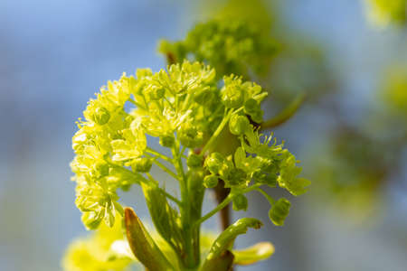 Spring buds on maple tree against blue skyの写真素材